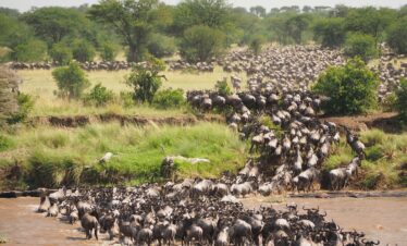 Great Migration
